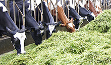 Grow good grass – grass that raises your milk yield